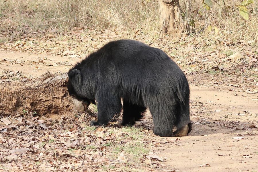 Sloth bear foraging in Mukundara's scrub forest at first light