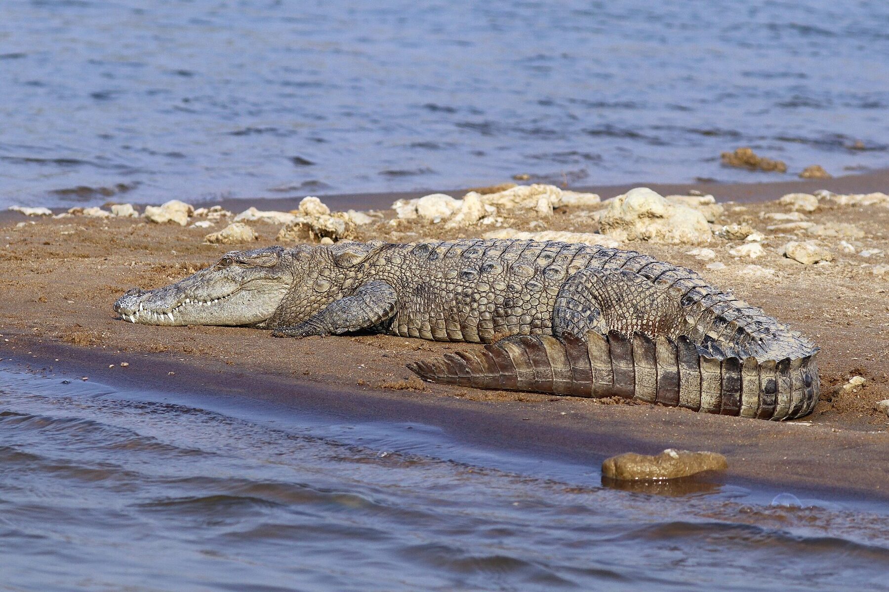 Mugger crocodile basking on the Chambal sandbanks