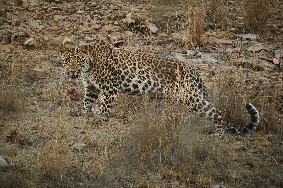 Indian leopard on a rocky outcrop in Mukundara